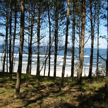 Leukozja Krynica Morska